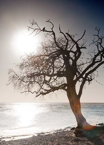 Tree at Caribbean Beach 1