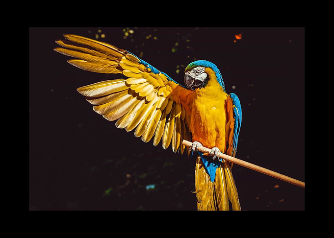 Parrot