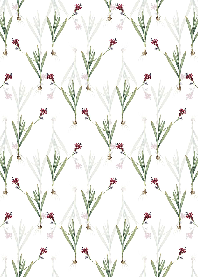 White Gladiolus Mucronatus