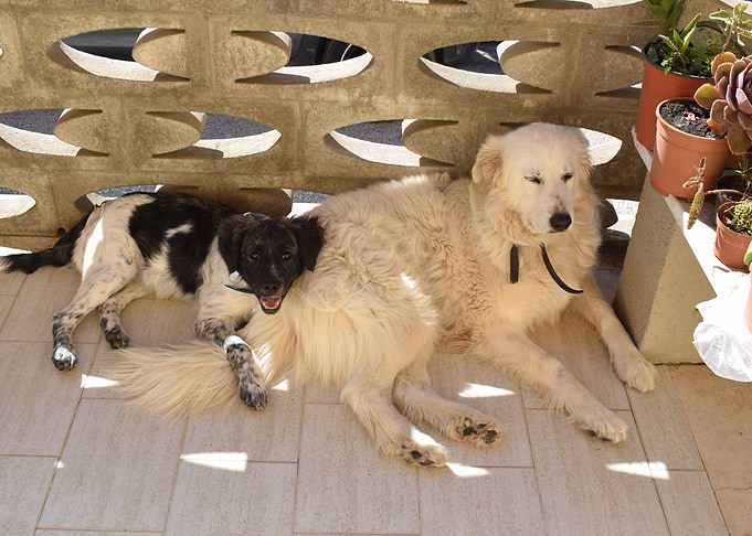 Adult and puppy 1