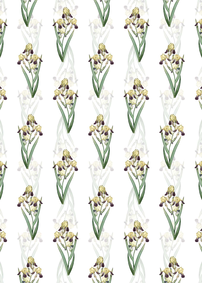 Elder Scented Iris Pattern