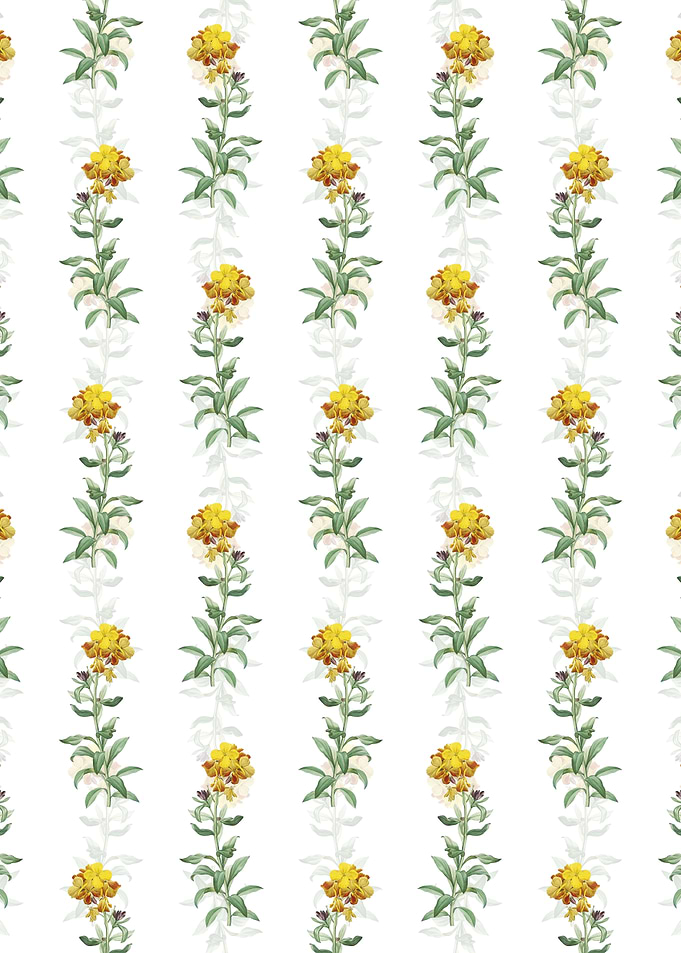 Yellow Wallflower Bloom