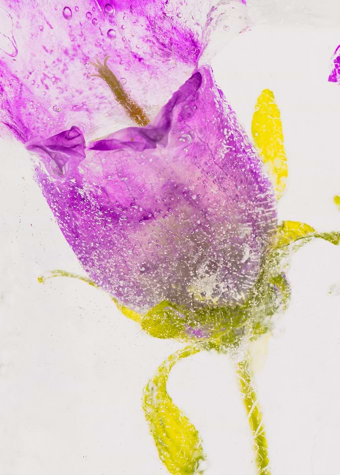 Pink campanula in ice 1