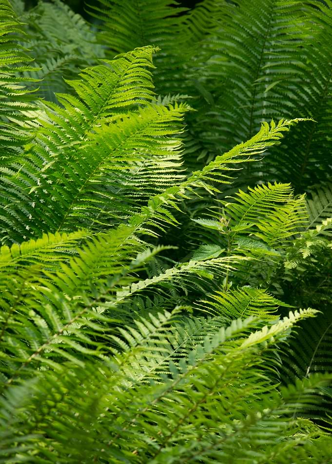 Green detail fern forest