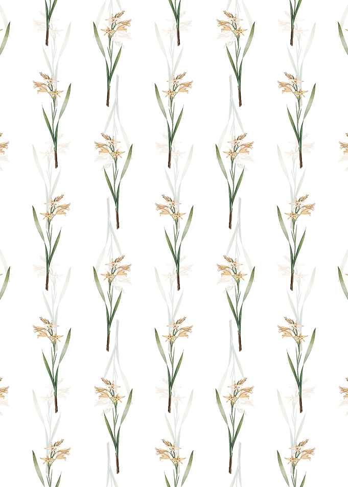 White Gladiolus Cuspidatus
