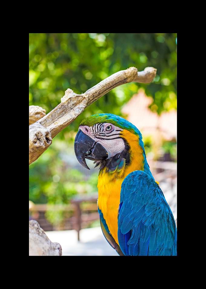 Parrot