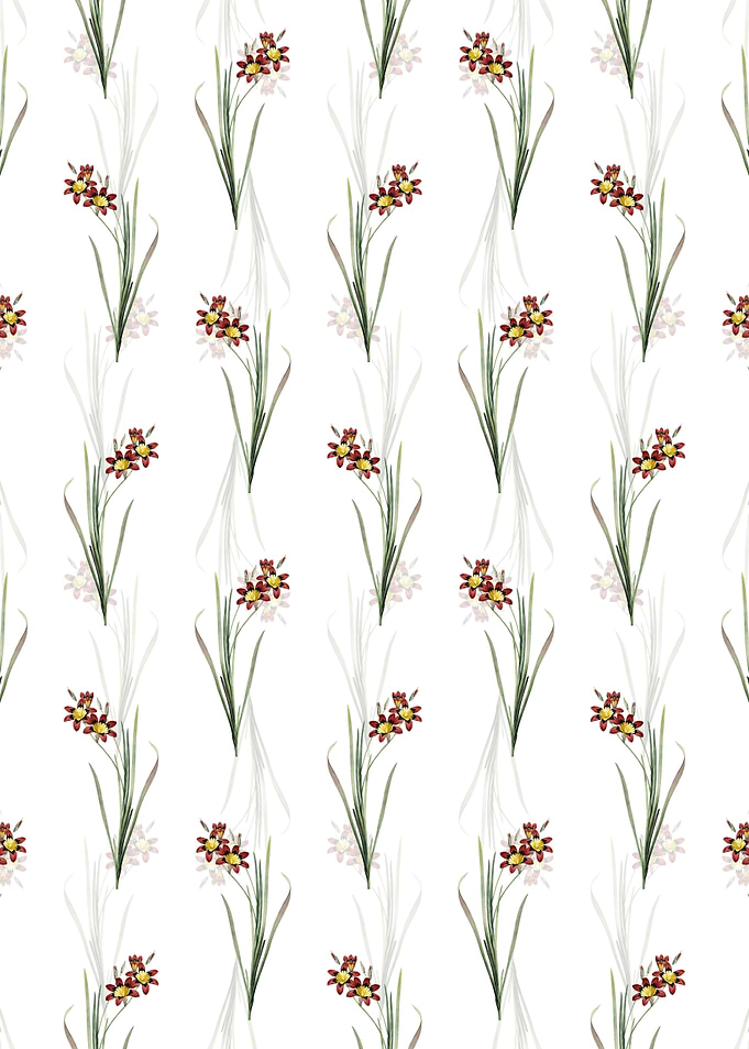 Ixia Tricolor Pattern