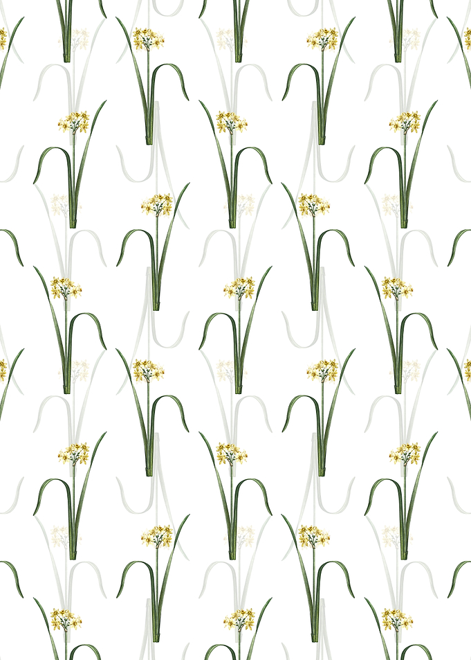 Cowslip Cupped Daffodil