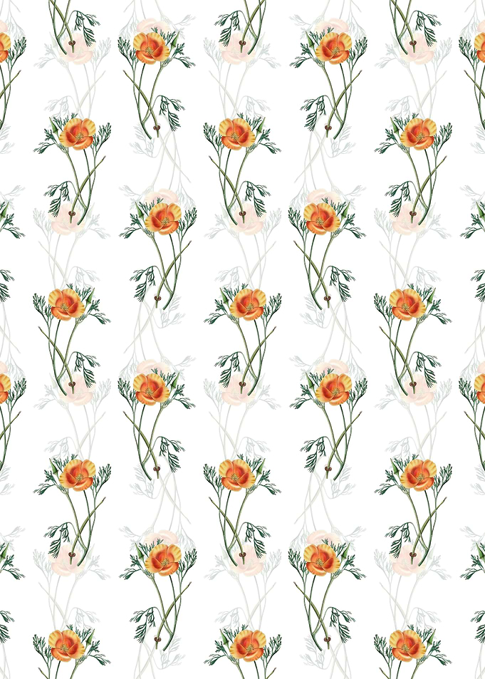 White Saffron Eschscholzia