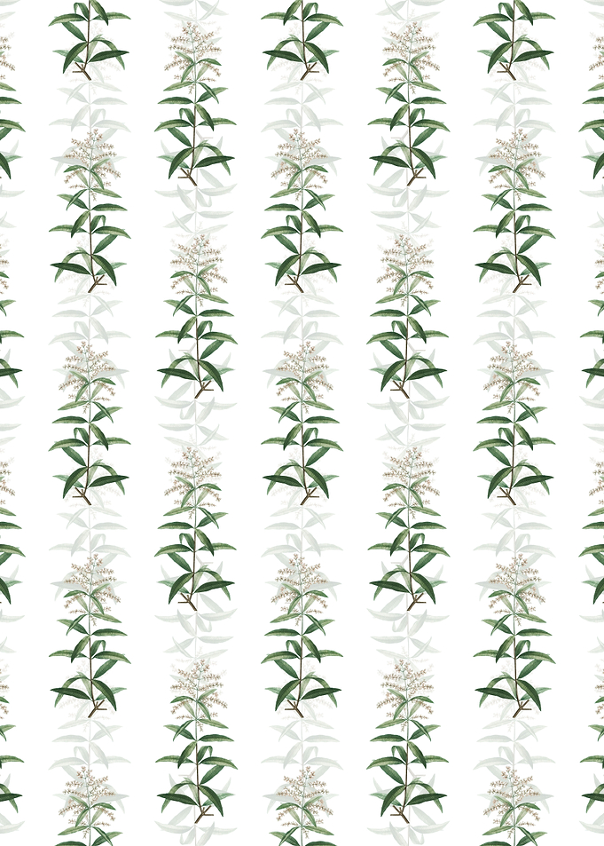 White Lemon Verbena Branch