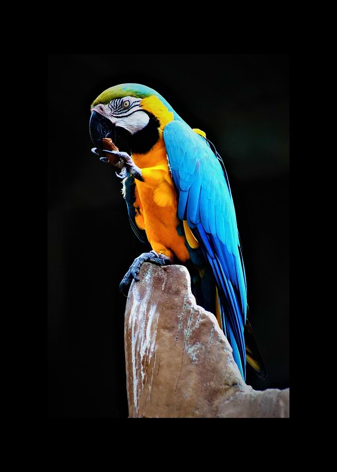 Parrot