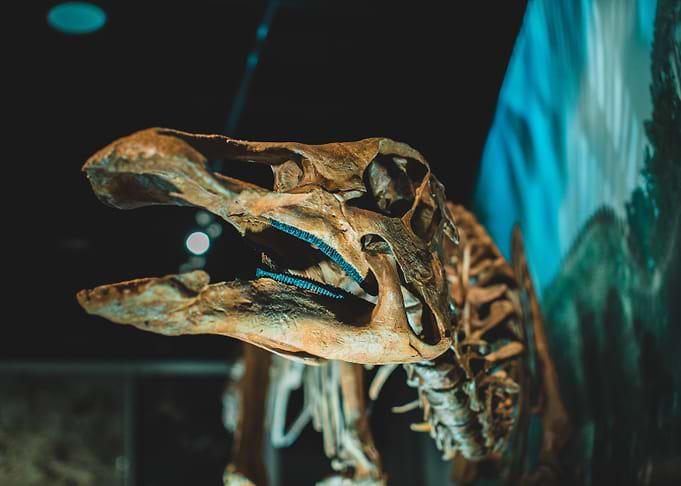 Jurassic Bones