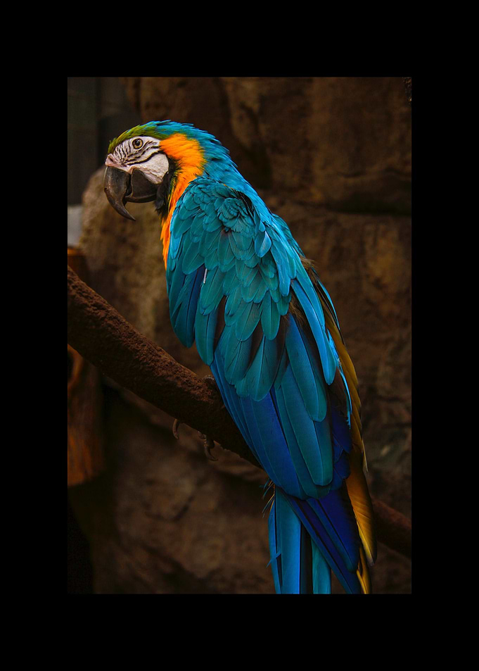 Parrot