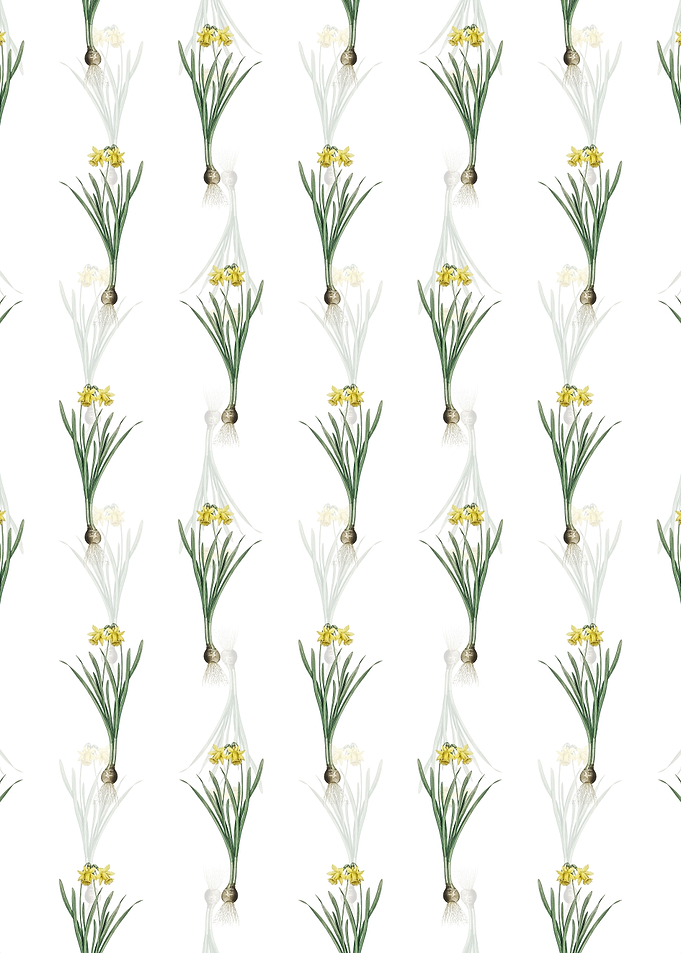 White Lesser Wild Daffodil
