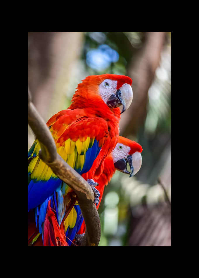 Parrot