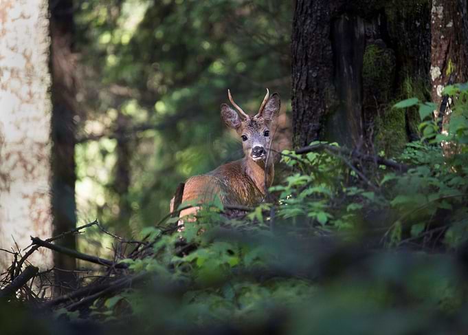 Wild roe deer in forest