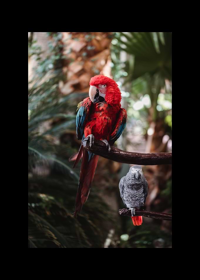 Parrot