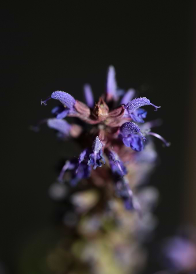 Flower blossoming close up