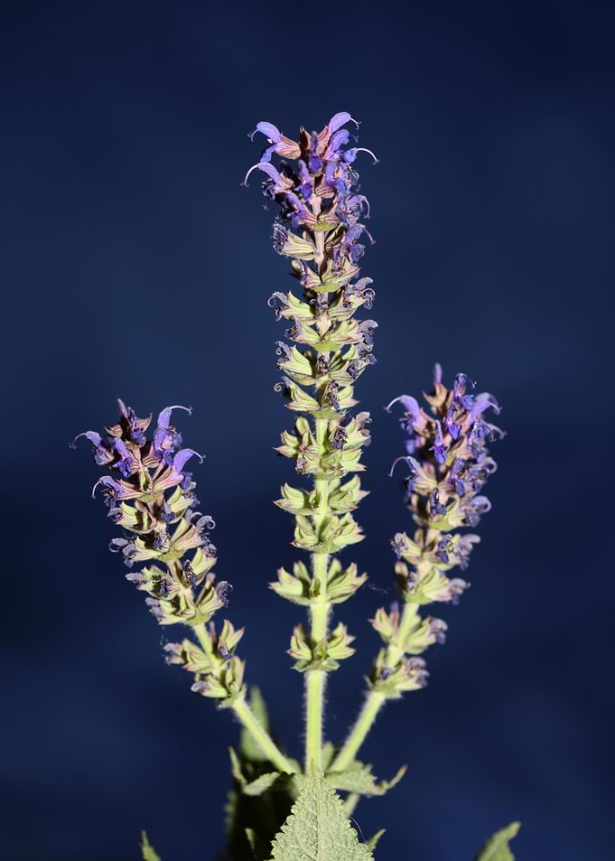Flower blossoms background