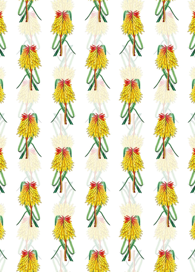 Burchells Tritoma Pattern