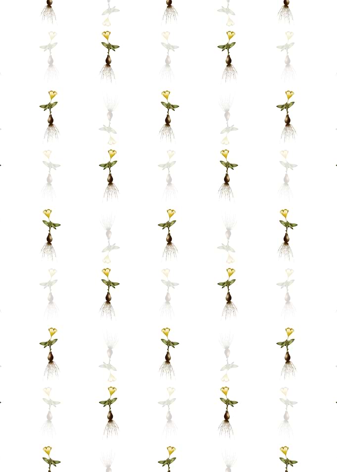 White Cape Tulip a Pattern