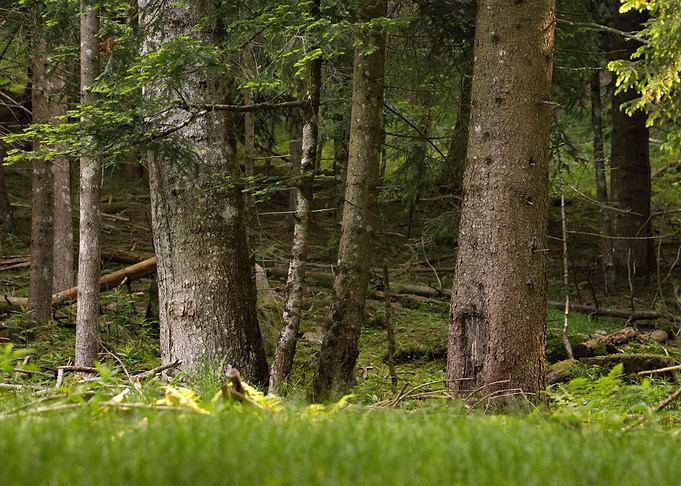 View of alpine forest