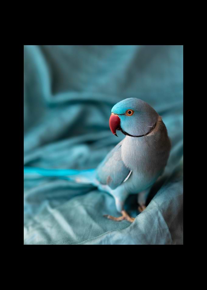 Parrot