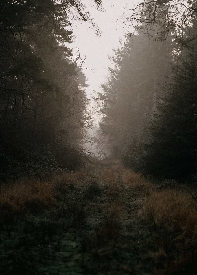 Forests Explore