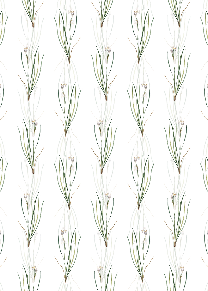 Siberian Iris Pattern