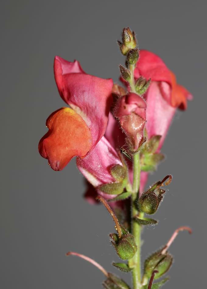 Flower blossoming close up