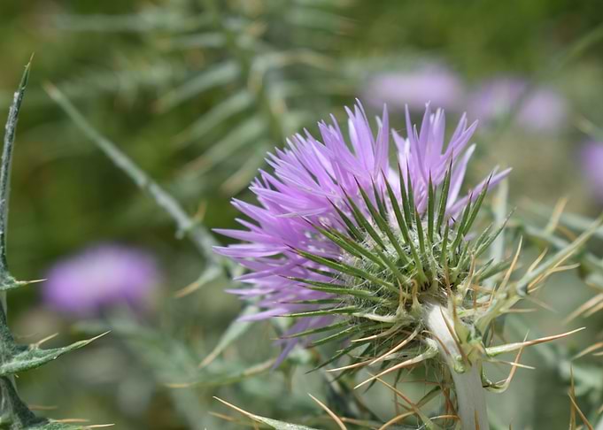 Galactites tomentosa 1
