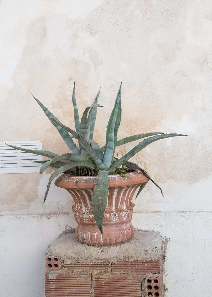 Agave Dream in Athens 1