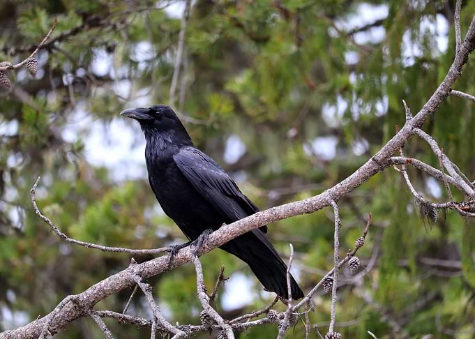 Corvus Attentive West 1