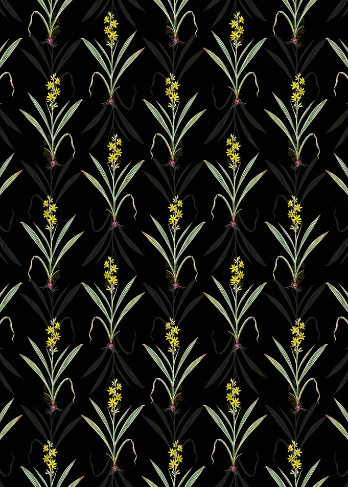 Wachendorfia Thyrsiflora