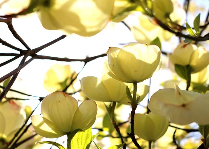 Under the dogwood 2