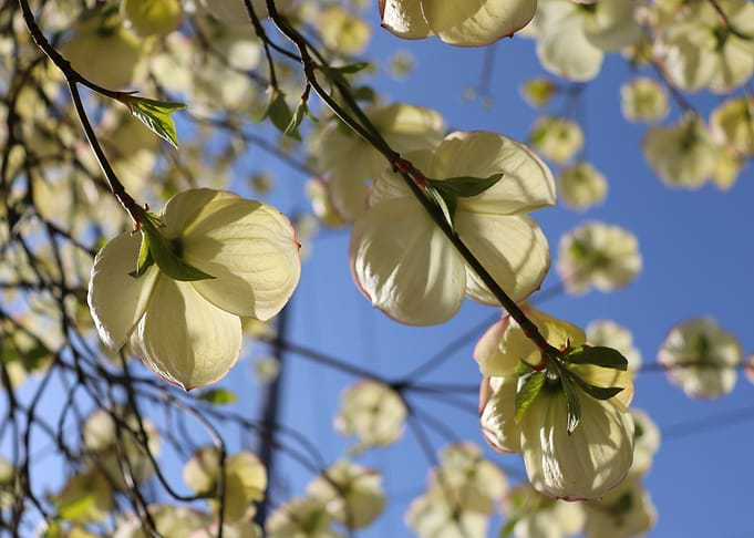 Dogwood 2022 3