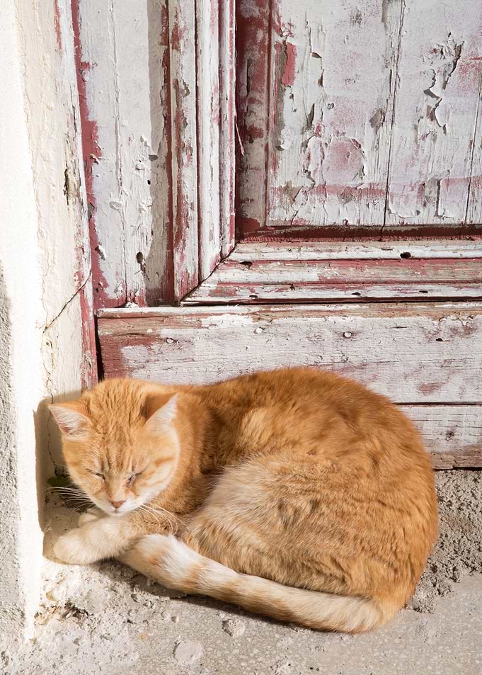 Cute Cat in Anafiotika 1