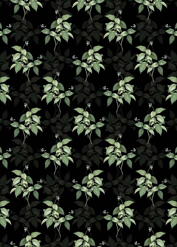 Black Tradescantia Erecta