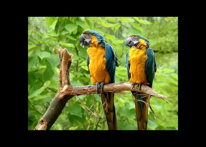 Parrot