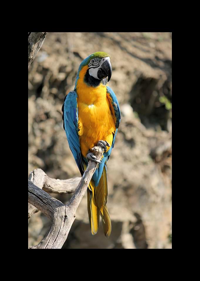 Parrot