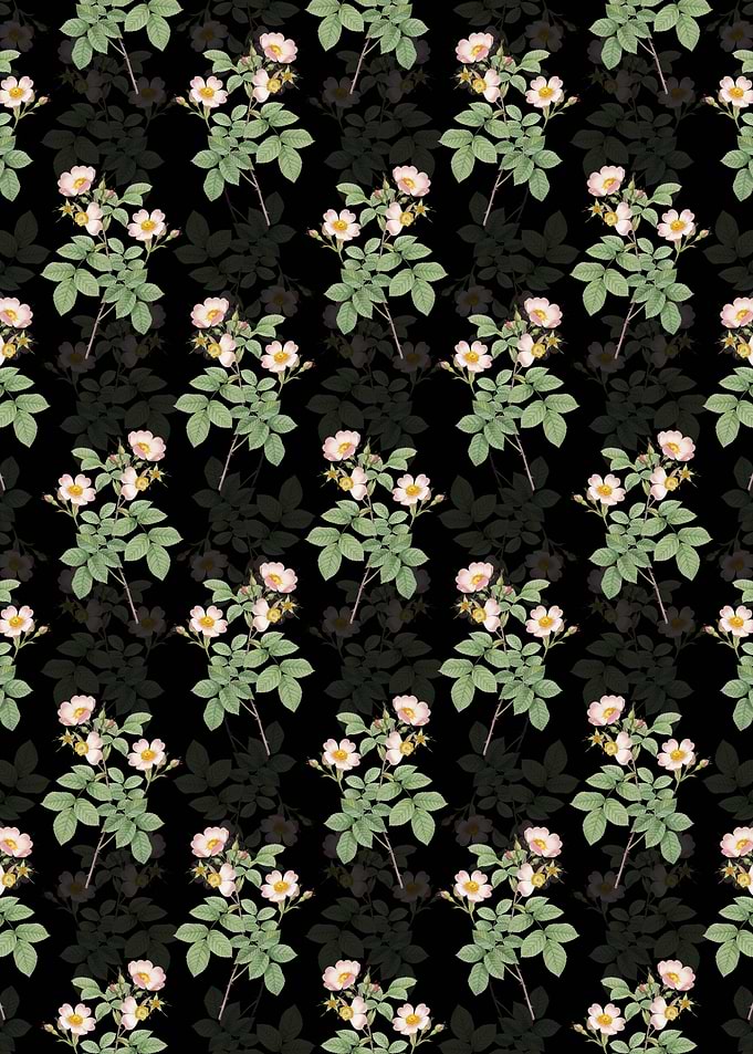 Short Styled Field Rose