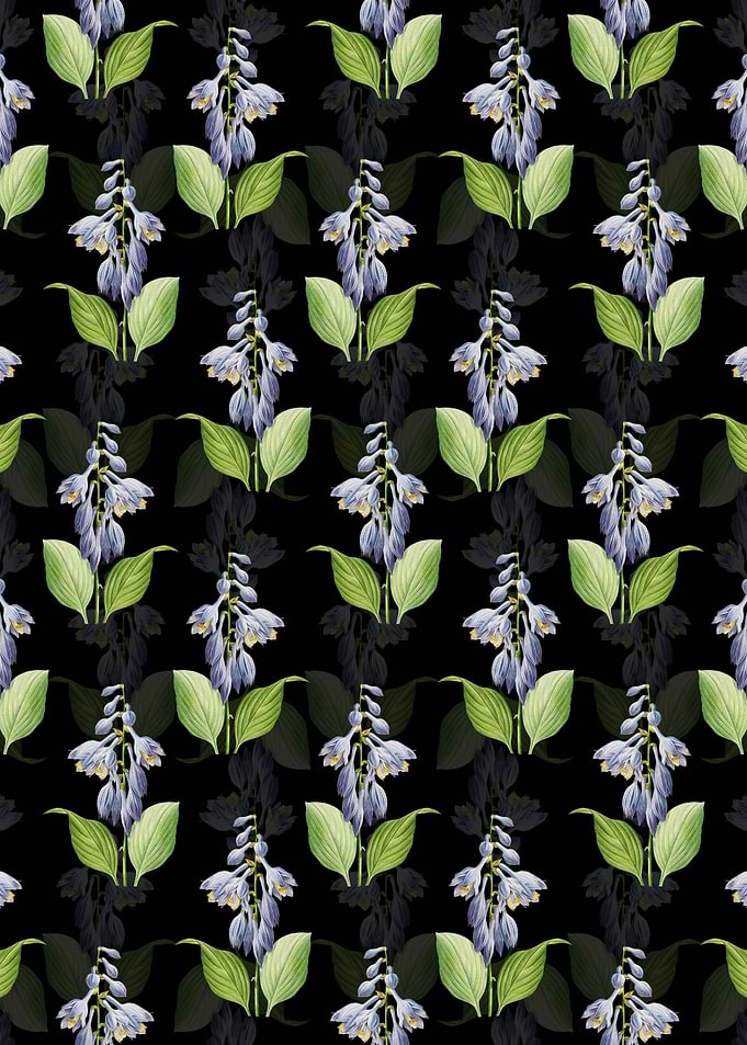 Black Blue Daylily Pattern