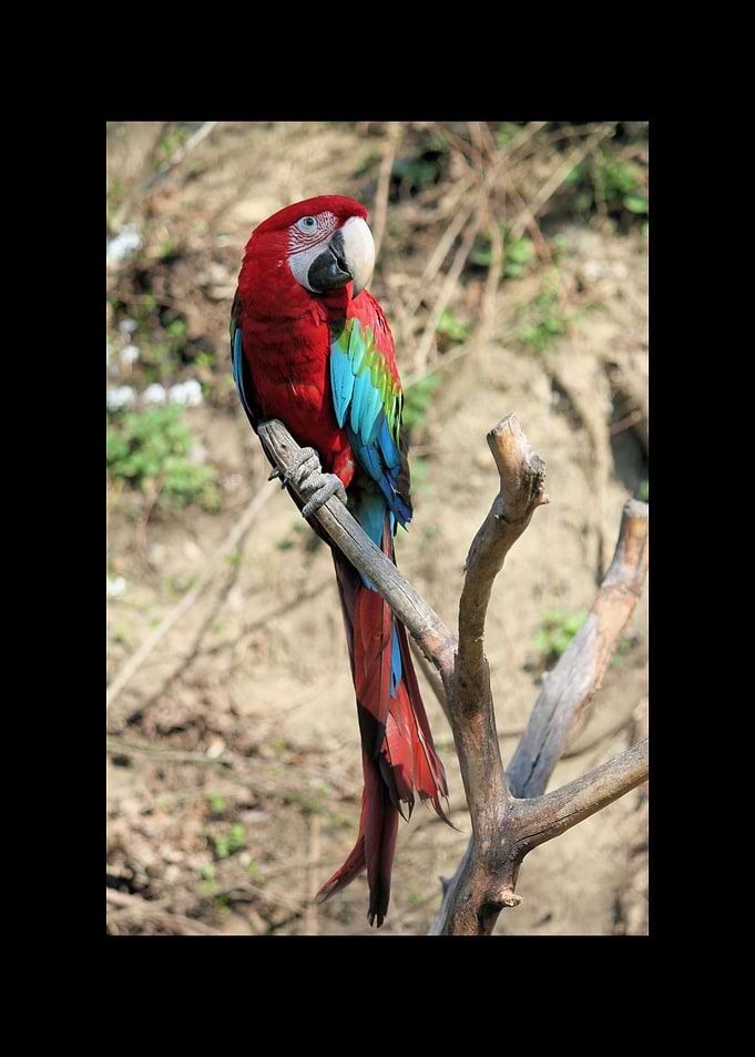 Parrot