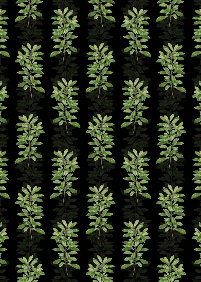 Firetree Branch Plant