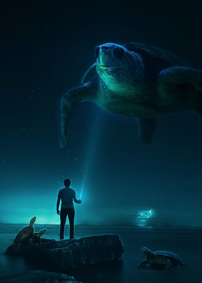 Turtle by Night