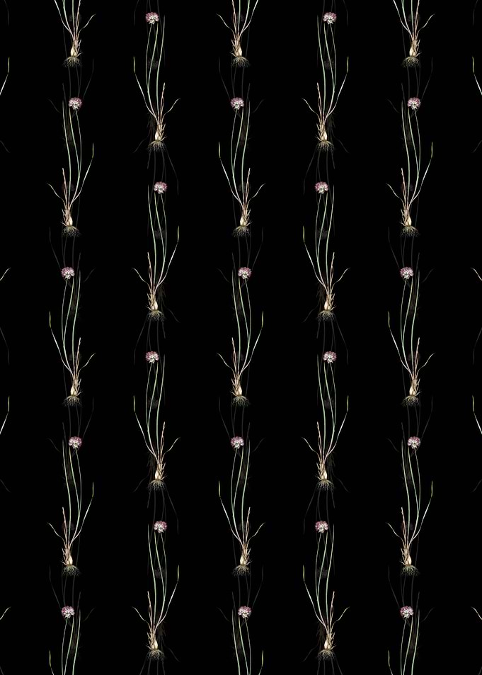 Allium Foliosum Pattern