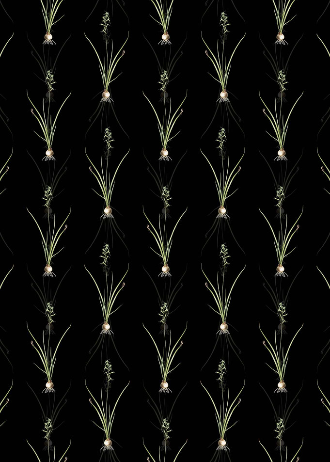 Hyacinthus Viridis Pattern