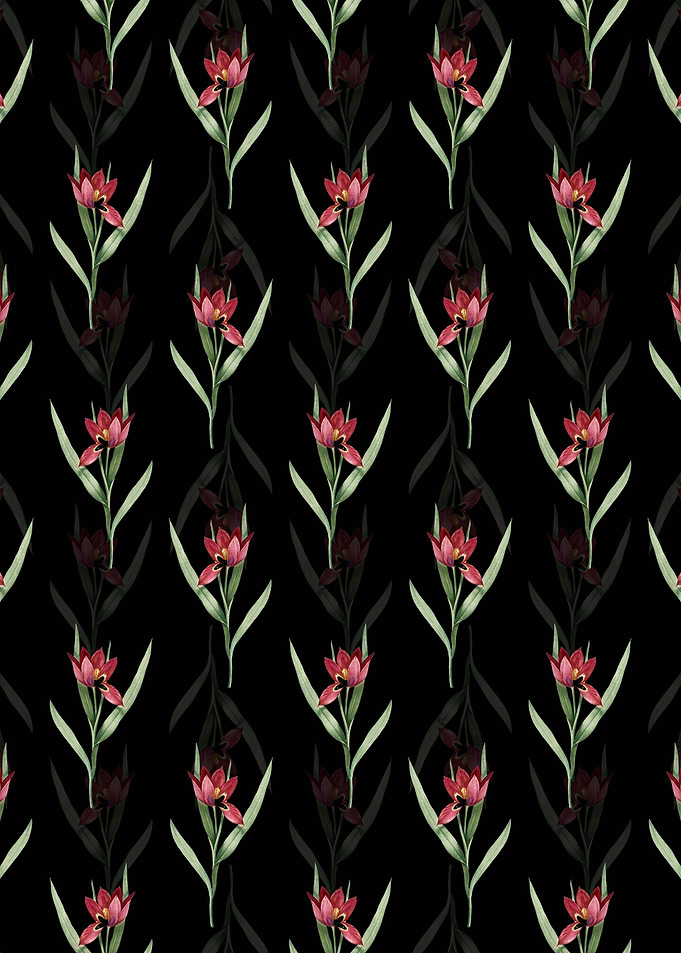 Black Tulipa Oculus Colis