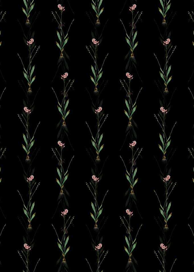 Gladiolus Junceus Pattern