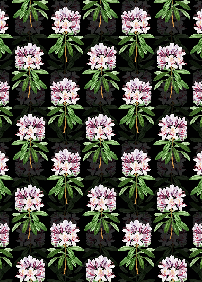 Black Common Rhododendron